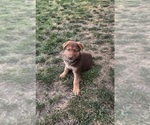 Small #2 German Shepherd Dog