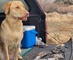 Small #4 Labrador Retriever