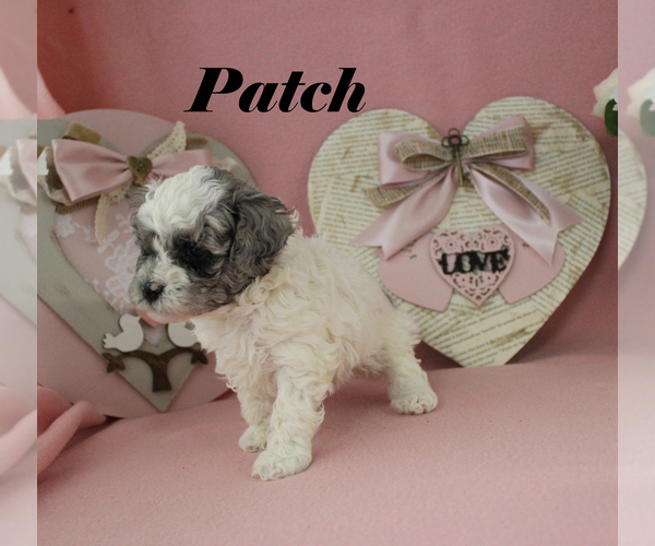 Medium Photo #14 Poodle (Toy) Puppy For Sale in CHANUTE, KS, USA