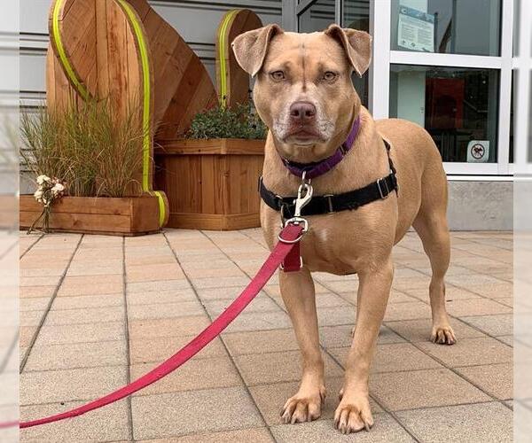 Medium Photo #1 American Pit Bull Terrier Puppy For Sale in Berkeley , CA, USA