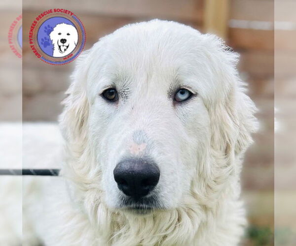Medium Photo #1 Great Pyrenees Puppy For Sale in Spring, TX, USA