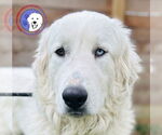 Small Great Pyrenees