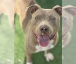 Small #4 American Pit Bull Terrier