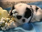 Small Photo #9 Japanese Chin Puppy For Sale in SALEM, OR, USA