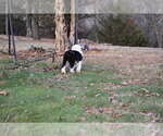 Small Photo #48 Old English Sheepdog Puppy For Sale in MARIONVILLE, MO, USA