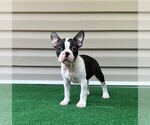 Small #1 Boston Terrier