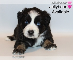 Miniature Australian Shepherd Puppy for sale in BROOKER, FL, USA