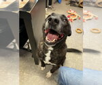 Small American Bulldog-Siberian Husky Mix