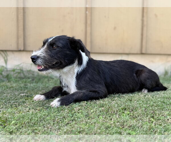 Medium Photo #2 Mutt Puppy For Sale in PIPE CREEK, TX, USA