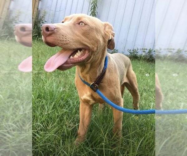 Medium Photo #1 Labrador Retriever-Unknown Mix Puppy For Sale in Jackson, MS, USA