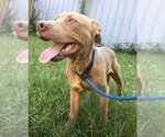 Small Labrador Retriever Mix