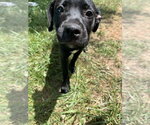 Small #6 Mutt
