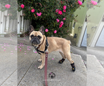 Giselle - Female French Bulldog Puppy for Sale - Small photo