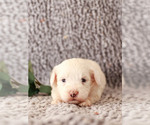Puppy 8 Miniature Bernedoodle