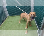 Small German Shepherd Dog Mix