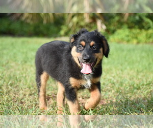 Miniature Australian Shepherd Puppy for sale in PALM COAST, FL, USA