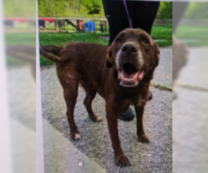 Chocolate Labrador retriever-Unknown Mix Dogs for adoption in Plainfield, IL, USA