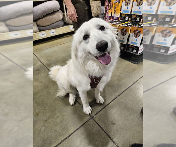 Medium Photo #3 Great Pyrenees-Unknown Mix Puppy For Sale in Silver Spring, MD, USA