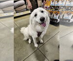 Small #2 Great Pyrenees Mix