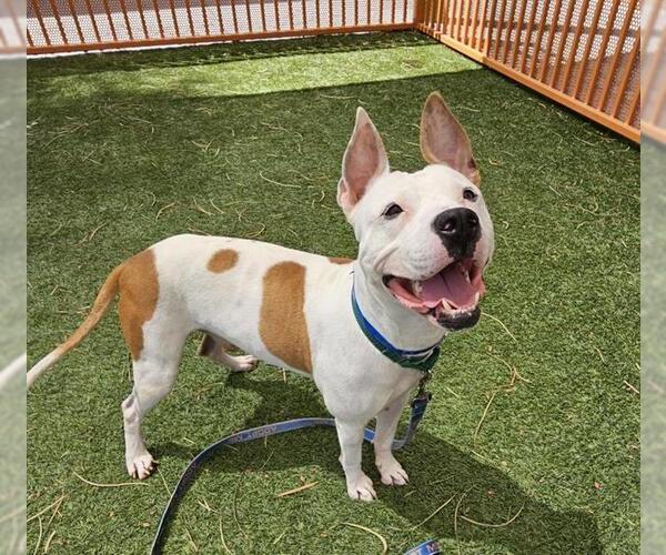 Medium Photo #1 American Pit Bull Terrier-Unknown Mix Puppy For Sale in Las Vegas, NV, USA
