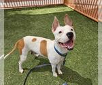 Small American Pit Bull Terrier Mix
