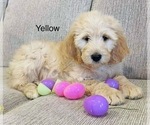 Puppy Yellow Labradoodle