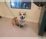 Small Pembroke Welsh Corgi