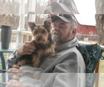 Small Photo #1 Yorkshire Terrier Puppy For Sale in STANTON, MO, USA