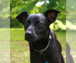 Small Australian Kelpie-Labrador Retriever Mix