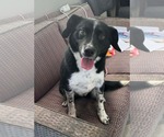 Small #1 Collie Mix