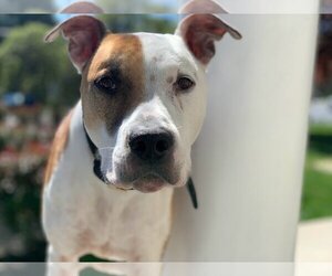 American Bulldog-Dogo Argentino Mix Dogs for adoption in Westminster, MD, USA