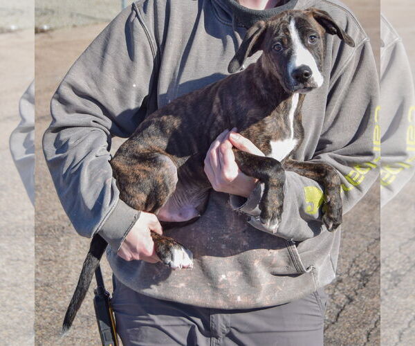 Medium Photo #3 Boxer-Plott Hound Mix Puppy For Sale in Huntley, IL, USA