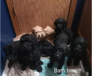 Goldendoodle Litter for sale in SALEM, IL, USA