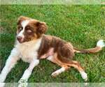 Small Australian Shepherd Mix