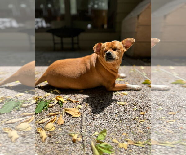 Medium Photo #3 Chihuahua-Unknown Mix Puppy For Sale in Boise, ID, USA