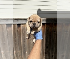 French Bulldog Puppy for Sale in CONCORD, California USA