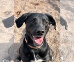 Small #3 Labrador Retriever Mix