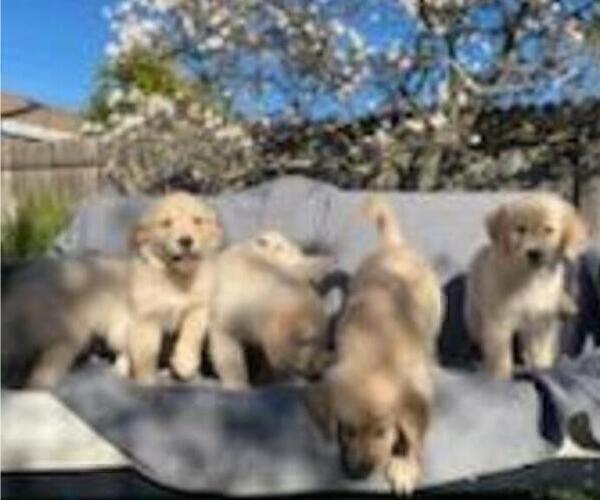 Medium Photo #36 Golden Retriever Puppy For Sale in CITRUS HEIGHTS, CA, USA