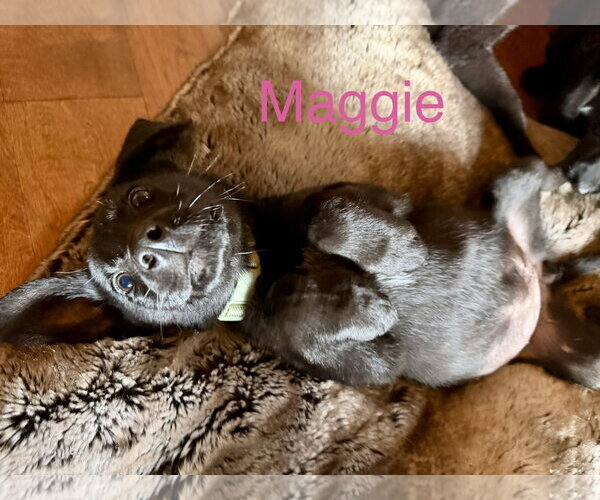 Medium Photo #1 Labrador Retriever-Unknown Mix Puppy For Sale in Wakefield, RI, USA