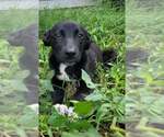 Small #3 Labrador Retriever Mix