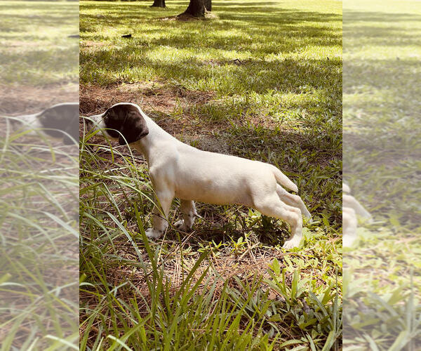 Medium Photo #9 German Shorthaired Pointer Puppy For Sale in SARASOTA, FL, USA