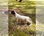 Small Photo #9 German Shorthaired Pointer Puppy For Sale in SARASOTA, FL, USA