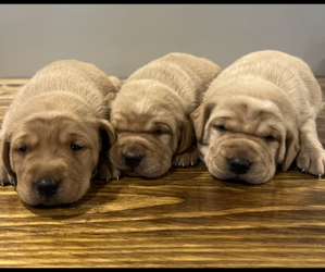 Labrador Retriever Puppy for sale in LITCHFIELD, MN, USA