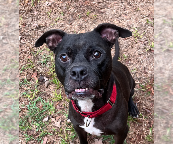 Medium Photo #11 Bull-Boxer Puppy For Sale in Decatur, GA, USA