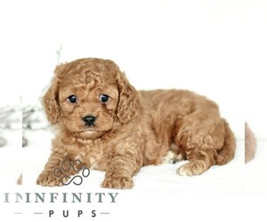Cavapoo Puppy for sale in PARADISE, PA, USA
