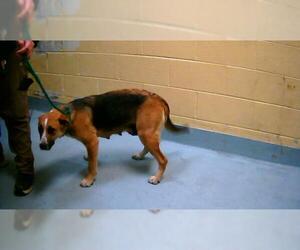 German Shepherd Dog-Unknown Mix Dogs for adoption in Tulsa, OK, USA