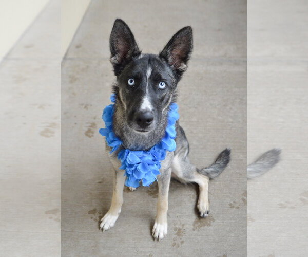 Medium Photo #2 Siberian Husky-Unknown Mix Puppy For Sale in McKinney, TX, USA