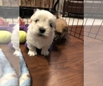 Small Photo #7 Coton de Tulear Puppy For Sale in YELM, WA, USA