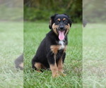 Small #2 Miniature Australian Shepherd