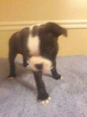 Boston Terrier Puppy for sale in SEALY, TX, USA